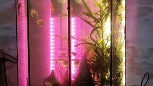 Какие рыбки уживаются с петушком