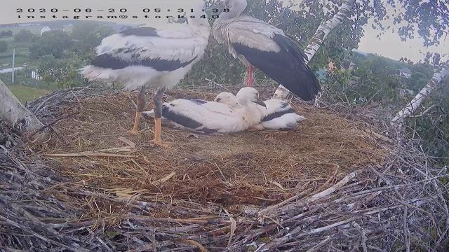 record 0000 0000 CH01 20200620052811 20200620053506 смотреть онлайн