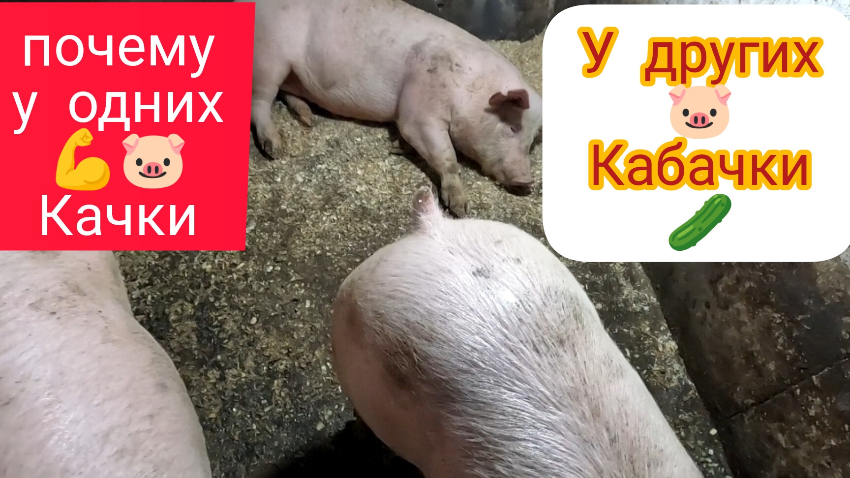 Почему у одних 💪🐷👍 КАЧКИ а у других поросята 🥒🐷🥒 КАБАЧКИ 🤔❓ смотреть онлайн