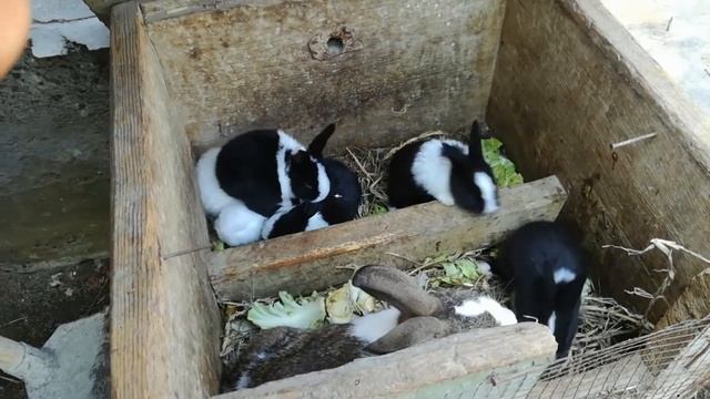 КУЁН БОКИШ СИРЛАРИ  QUYON BOQISH SIRLARI