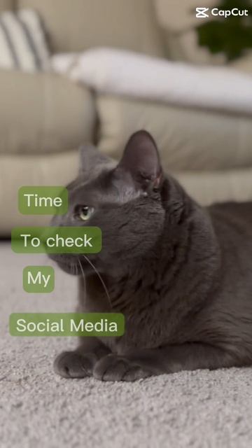 Time to check my social media #purr #cats #bluecat #cat #funny #catpurr #cutepets #kitten #catlover