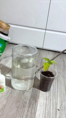 ВОЛШЕБНЫЙ ЭЛИКСИР ДЛЯ РАССАДЫ ПЕРЦА даже чахлый оживет