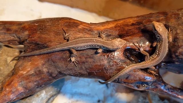 Кот наблюдает за ящерицами в террариуме The cat watches the lizards in the terrarium смотреть онлайн