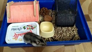 Уборка у хомяков