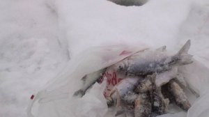 Рыбалка в марте.