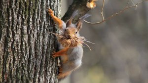 Белочки утепляются.