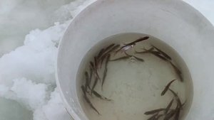 ловля гальяна в глухозимье