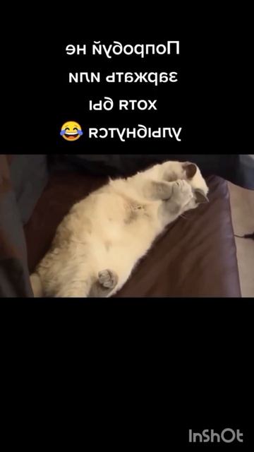 удивительные животные!!!! #shorts #4 смотреть онлайн