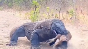 Варан съел маленького козлёнка, угар