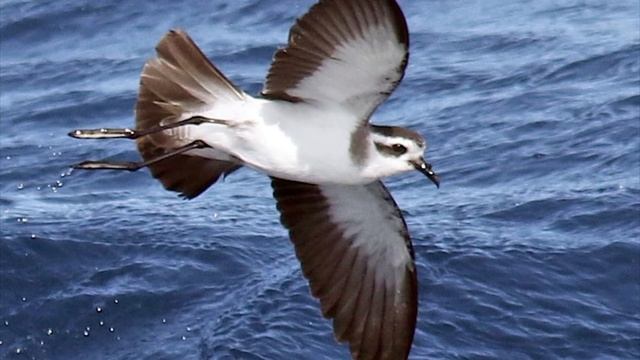 White-faced storm petrel Sounds смотреть онлайн