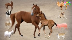 Салем достар. 🎬 DINDIL STUDIO ютуб арнасына қош келдіңіздер!