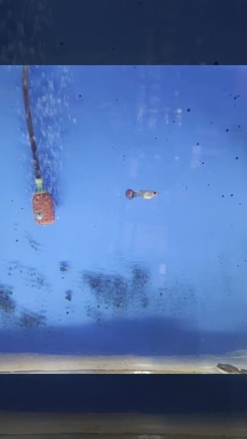 Alligator Gar |Full video in Comment#alligatorgar #petlover #fish смотреть онлайн