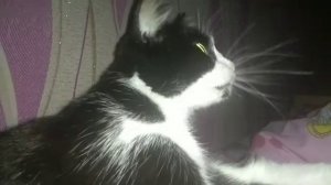 тупая дура на протяжении 16 секунд избивает кота