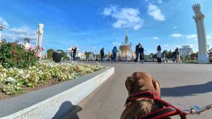 Лучший день таксы Дуси, путешествия, музыкальный видеоролик
