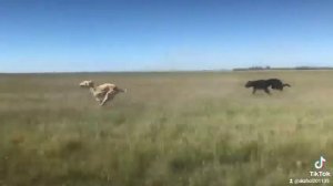 гонки собак