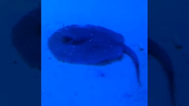 Скат моторо в Избариуме (Красногорск, московская область) смотреть онлайн