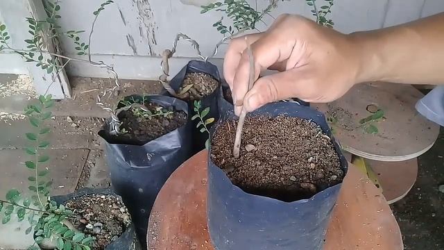 Cara stek ulmus mikro buat bonsai смотреть онлайн