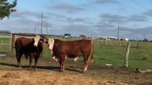 Registered Braford Bulls ready to work !