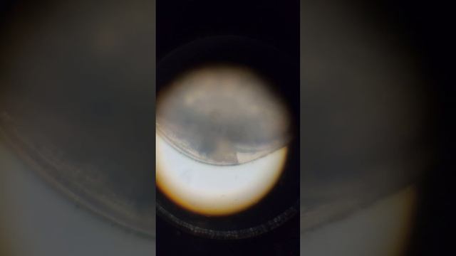 икра скалярии 3 день смотреть онлайн