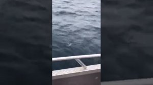 Как я палтуса на 60 кг. поймал