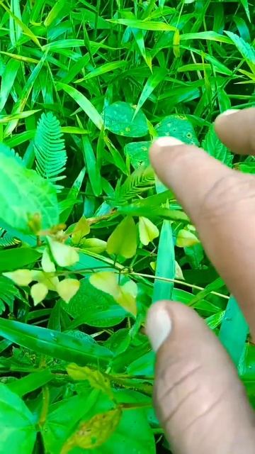 Mimosa #satisfying #shorts смотреть онлайн