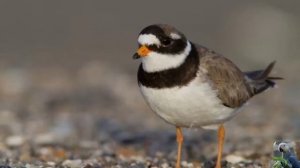 Голоса птиц: галстучник