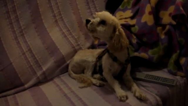 MOZART AULLA смотреть онлайн