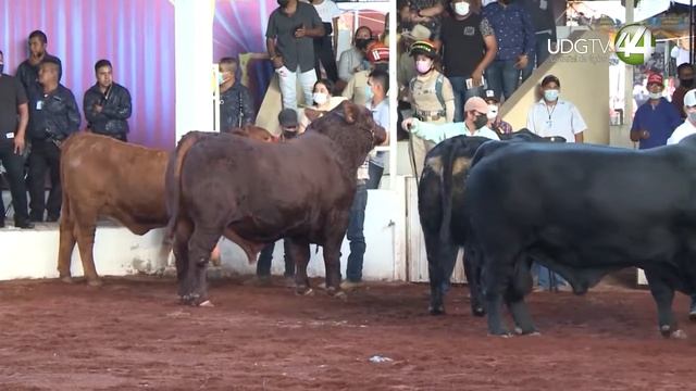 "Rapan” a organizadores de la Expo Ganadera tras superar meta de apoyo a Nariz Roja смотреть онлайн