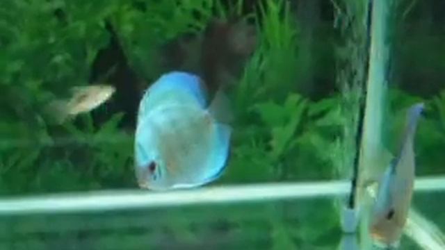 Cobalt Blue discus смотреть онлайн