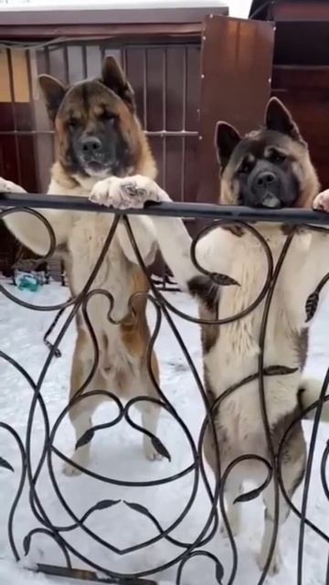 А МЫ НЕ БЕЛЫЕ НО ПУШИСТЫЕ, #shorts, #надияеременко, #животные, смотреть онлайн