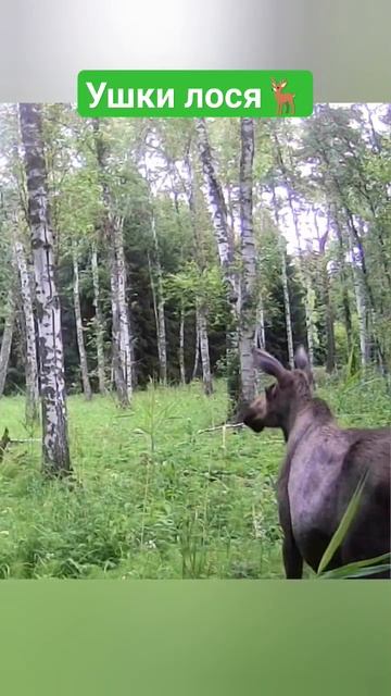 Ушки лося🦌#тайга #бушкрафт #фотоохота #охота #лоси #звери #туризм #лес #лось #звериныйрепортёр смотреть онлайн