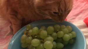 Кот ест виноград