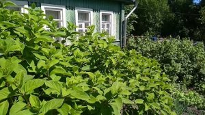 Домик с огородами прямо у церкви!