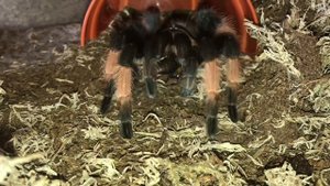 Brachypelma Emilia Feeding