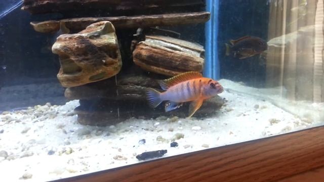 Swedish Hongi II смотреть онлайн