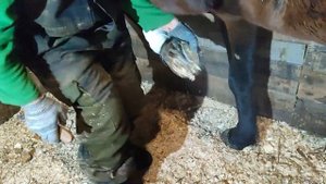 Расчистка копыта. Учусь на своей лошади. Моё 4е копыто