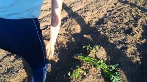 ранний картофель