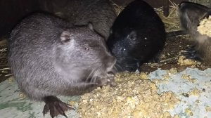 Замечательная ЗИМА! Особенно для наших НУТРИЙ. 31.01.25