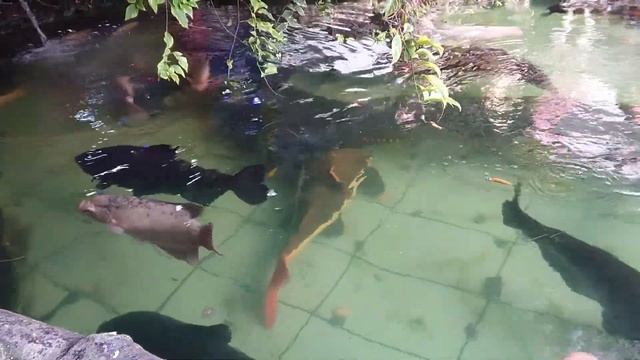 Arapaima Gigas In My Fish Pond