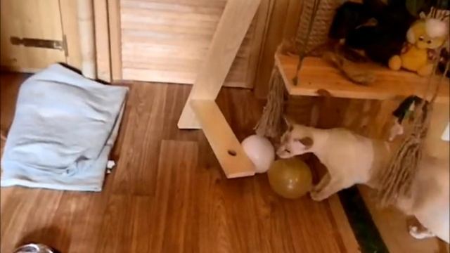 зоогостиница "ДЖУНГЛИ ДЛЯ КОТОВ" - по имени Кот