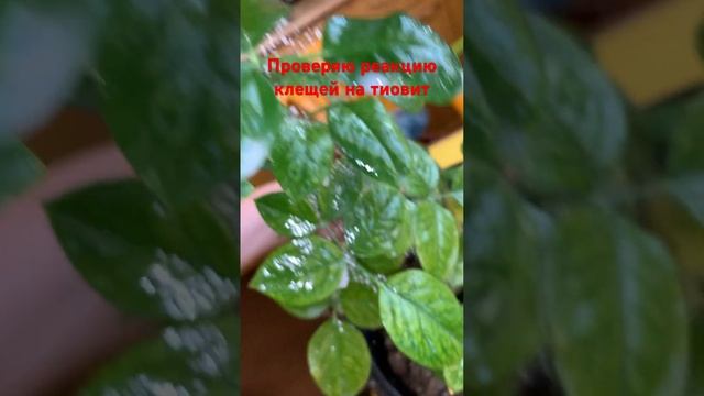 Хочу посмотреть, изменится ли поведение паутинного клеща сразу после обработки смотреть онлайн