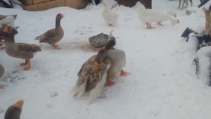 Гусиные бои 2024