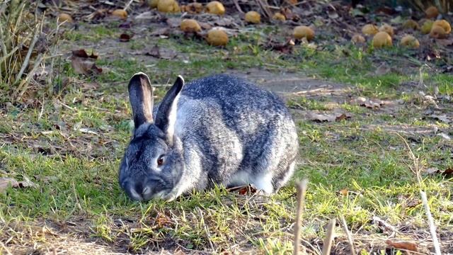 Үй жануарларының дауыстары. Жануарлар дауысы. Үй жануарлары мен құстары. Үй жануарлары балаларға смотреть онлайн