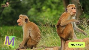 ABC Animals (Mammals) Song | Real Animals Song | Learn English, Alphabets and Animals for Kids #abc