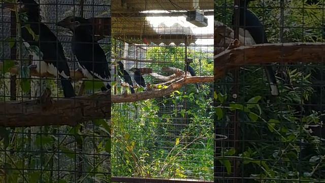 Trombitás Szarvascsőrű (Bycanistes bucinator) смотреть онлайн