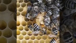 Пчелы тянут маточник