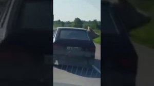 Свинья в машине