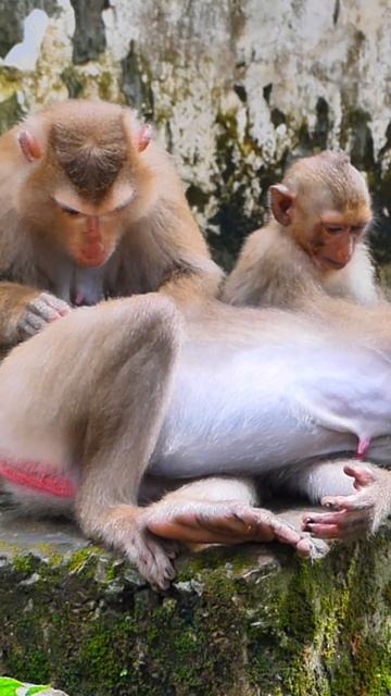 From tree to tree, these monkeys bring laughter and glee. #short #monkeys