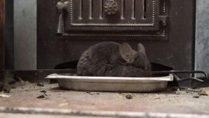 Шиншилла купается в золе🤗