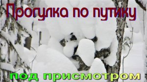 Прогулялся по путику сделал хорошее дело закрыл убрал капканы соболь прошёл под привадой ленивый